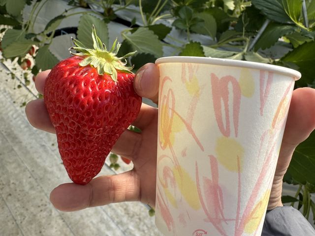 �傫�Ȃ������ł��B_�t�@�[������� �É͓X