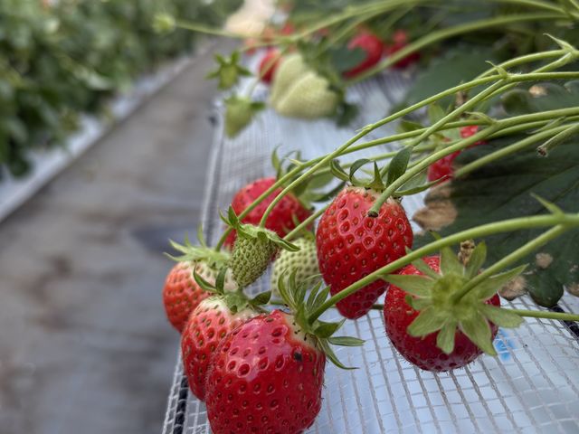 �Ԃ��̂�H�ׂ܂��傤�I_������������