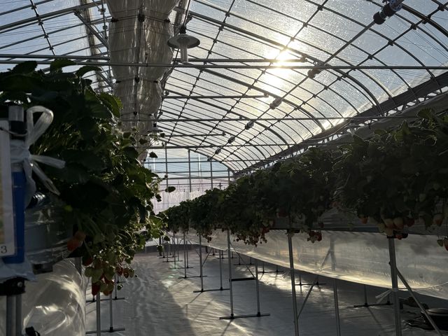 ����_����(�䂢)�t�@�[��