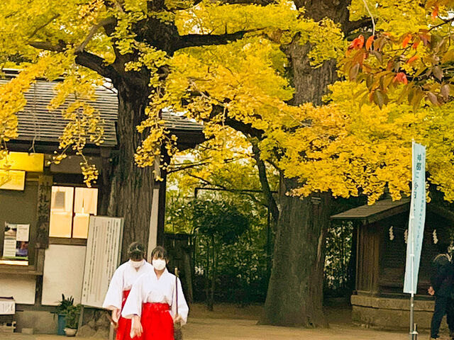 �H�͑��ǂ��Y��ɐF�Â��܂��B_�D����_�{