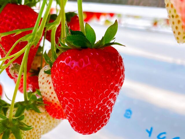 6��ނ̒�����H�ו���B�Â��Ă݂��݂������ł��B�����ς�ɓ��������i�������̂ł��������ɁB_����(�䂢)�t�@�[��