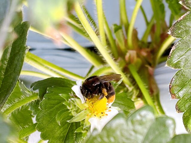 �n�E�X���ɂ̓n�`�����܂��B�h�����Ƃ͂���܂���B�ꐶ�����ɖ����W�߂Ă���̂ł����Ƃ��Ă����܂��傤�B_����(�䂢)�t�@�[��