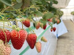 ݂񂳂̏H{_ւ̓eʐ^1