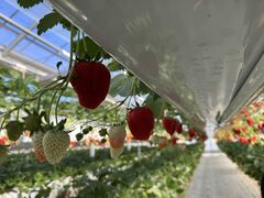 TXP̃t@[ É͓Xւ̓eʐ^1