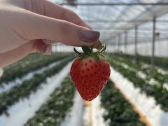 ̓V̂ʐ^ ܂邩ւ̓eʐ^1