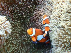 낳̐Ί_ ADVENTURE PiPiւ̓eʐ^1