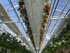 Ђ낳̃t@[ É͓Xւ̓eʐ^1