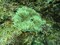 Diving@Shop Leii_CrOVbvCj̎ʐ^2