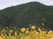 YanwenlỉʖW̓eʐ^2