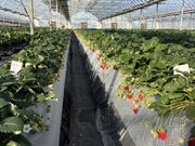 �W�F�C�N�}�}����̋ߓ����������̓��e�ʐ^1