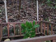 Yanwenli̍_Ђ̓eʐ^1