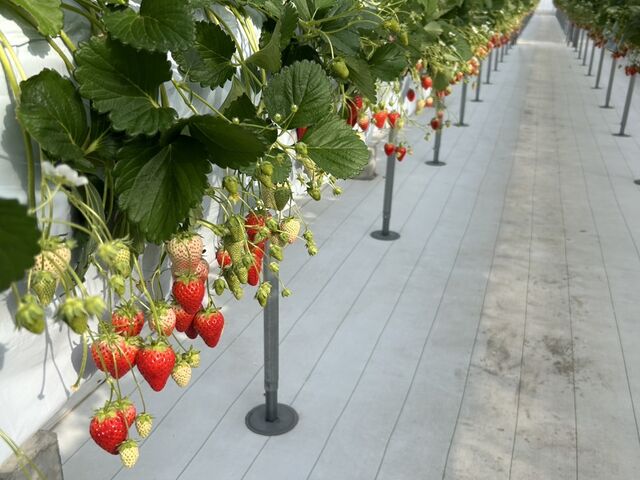 �Â������ł�_�_���N�o���Y�t�@�[��