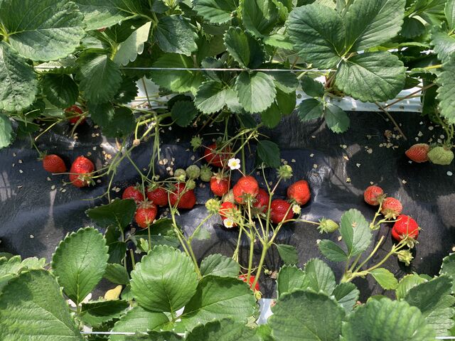 真っ赤ないちごが至る所にありました。_itoBEEファーム