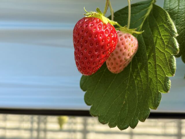 ������_�i�J�W�}�t�@�[�� �▼�̗�