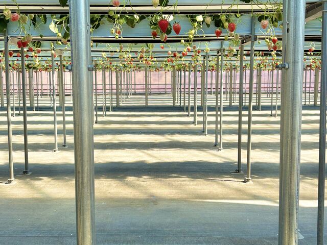 �����͂���Ȋ����ŉ���܂���_�i�J�W�}�t�@�[�� �▼�̗�