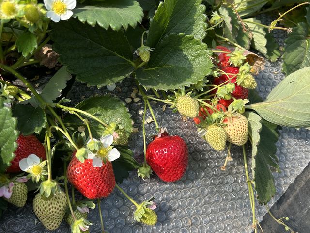 �傫�Ȃ������������������ɂ���܂���_�z���C�g�x���[