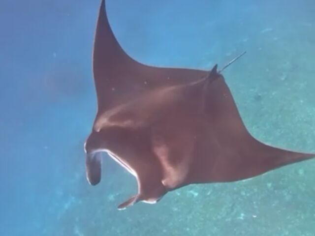 ���ʃ}���^�X�C��_Kahoo_ishigaki