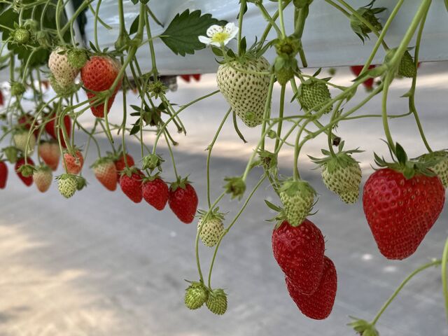 �������͂���Ȋ����ɂ������񂠂�܂���_Sugar Berry ���˂������_��