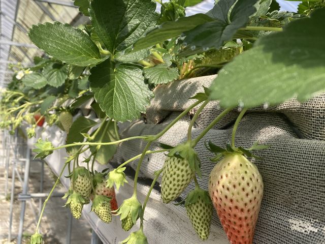 �n�E�X��_���c�_��