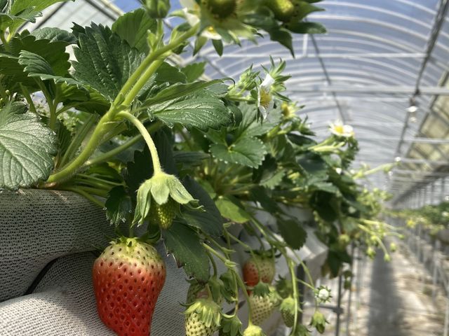 �n�E�X��_���c�_��