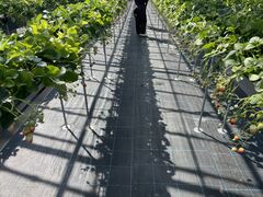 NY�����T-FARM 2���X�ւ̓��e�ʐ^1