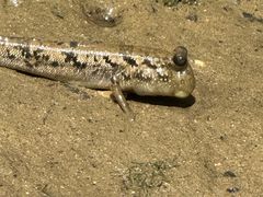 Ђ̂̃u[tB[hւ̓eʐ^1