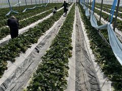 ۂ񂳂̃zCgx[ւ̓eʐ^1