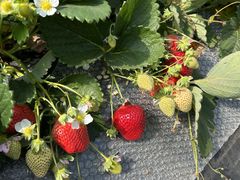 ۂ񂳂̃zCgx[ւ̓eʐ^2