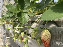 ���Ƃ�����̏��c�_���ւ̓��e�ʐ^1