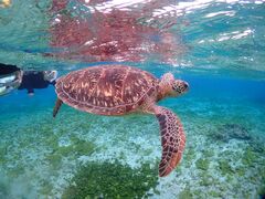 ̂̂̋{blue܂ق΂ւ̓eʐ^1