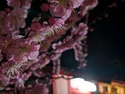 񂿂񂳂̍j~V{̓eʐ^2