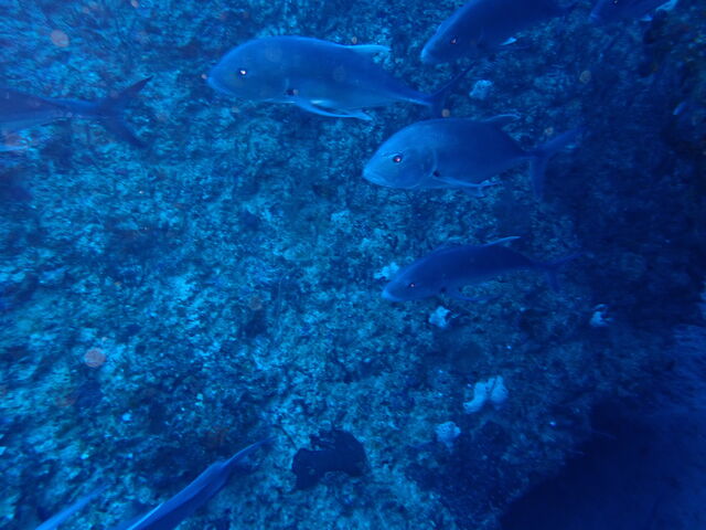 GT_�_�C�r���O�T�[�r�X�W���~���O