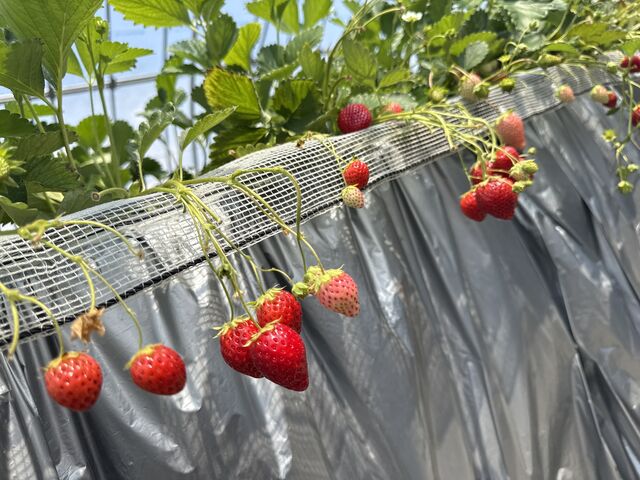 �������_�������̂�������