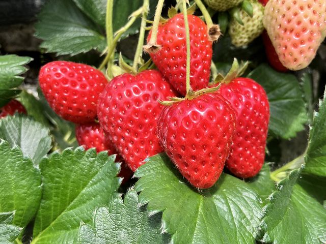 �{���ɃL���C�őf�G�Ȍ����ڈȏ�ɔ������������ł��I_�v�\�R�Ί_�������͔|�a���̉Ɩ�����\��N�n�� ��g��������