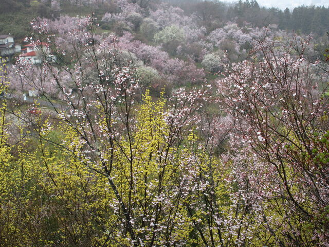 �J�ɉ���Ԍ��R����_�Ԍ��R����