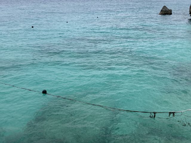 �E�~�K����T���̂��M�d�Ȍo���ł���_�m���W�I�T�C�N��