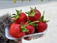 ݂ӂ[䂳̂񂫔_ւ̓eʐ^1