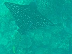 ppLbN̐약}T[rXւ̓eʐ^1