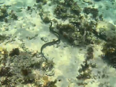 ꂢ̐Ί_ ADVENTURE PiPiւ̓eʐ^1