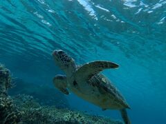 AS̃I[X[Vm[P{Óւ̓eʐ^1