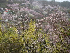 �Ƃ񑾘Y����̉Ԍ��R�����ւ̓��e�ʐ^1