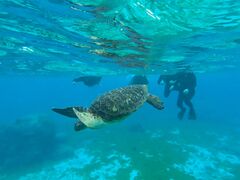 ӂ̃I[X[Vm[P{Óւ̓eʐ^1