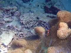 ̐Ί_ ADVENTURE PiPiւ̓eʐ^2