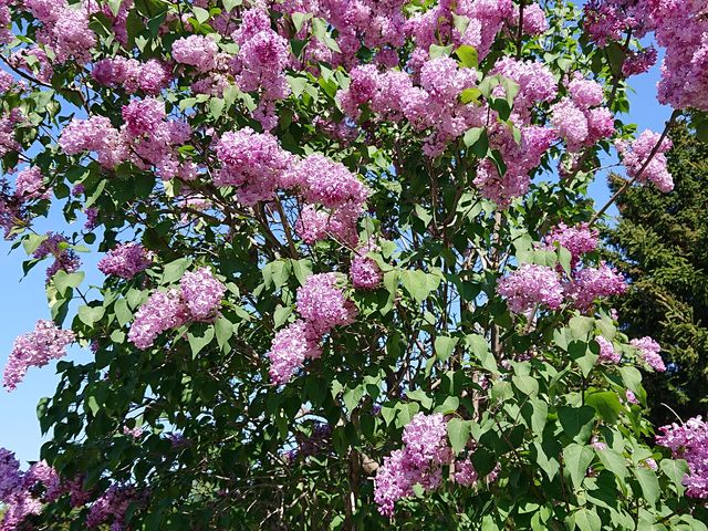 ����̓��H�����ɍ炢�Ă������C���b�N_�S����������