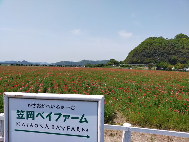 �܂ڂ񂳂�̊}���p����n�̉Ԕ��̓��e�ʐ^1