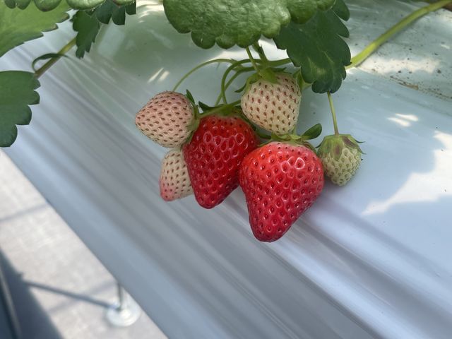 �Ԃ��đ傫�������ł��B_Green Room