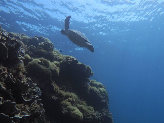 �E�~�K���ɂ��o��Ċ���_�_�C�r���O���J�k�[�X�蒃��