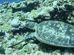 񂿂񂳂SHISHIΊ_ւ̓eʐ^1