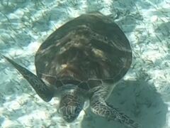 񂳂POWER MARINEip[}jꍡAmւ̓eʐ^1