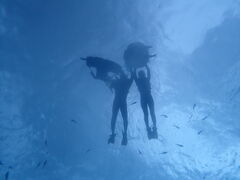 Ȃ݂̃_CrOVbv@SeaFreeւ̓eʐ^1